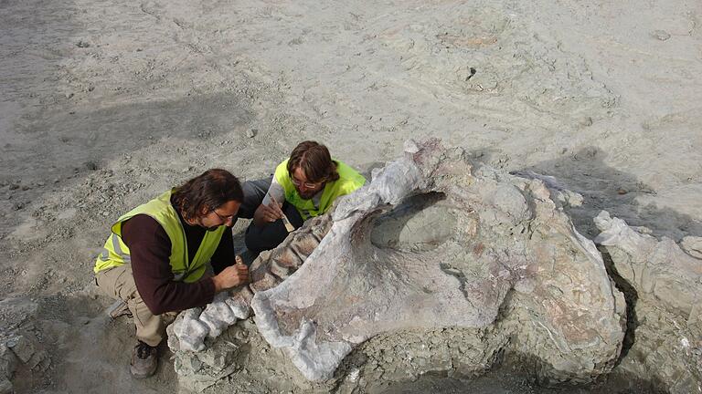 Neuer Langhals-Dinosaurier in Spanien entdeckt       -  Manche Dinosaurier-Knochen haben gewaltige Ausmaße. Portugiesische und spanische Forschenden haben neue entdeckt.