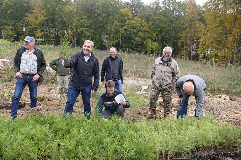 Im Thüngener Unterholz versucht man massive Aufforstungen, teils mit Mammutbäumen. Im Thüngener Unterholz versucht man massive Aufforstungen, teils mit Mammutbäumen.