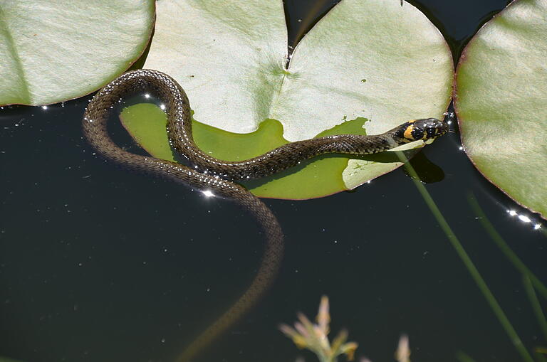 Diese Ringelnatter fühlt sich wohl in einem Gartenteich in Homburg. Insgesamt leben vier dieser Schlangen dort. Diese Ringelnatter fühlt sich wohl in einem Gartenteich in Homburg. Insgesamt leben vier dieser Schlangen dort.