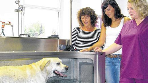 Auch wenn sich die Begeisterung in Grenzen hält: Dem Labrador Retriever „Tim“ gefällt das Unterwasserlaufband. Auch Hundephysiotherapeutin Kerstin Skaberna-Gollbach, Besitzerin Lisa Pfränger und deren Mutter (von rechts) sind mit dem bisherigen Therapieverlauf sehr zufrieden. Auch wenn sich die Begeisterung in Grenzen hält: Dem Labrador Retriever „Tim“ gefällt das Unterwasserlaufband. Auch Hundephysiotherapeutin Kerstin Skaberna-Gollbach, Besitzerin Lisa Pfränger und deren Mutter (von rechts) sind mit dem bisherigen Therapieverlauf sehr zufrieden.