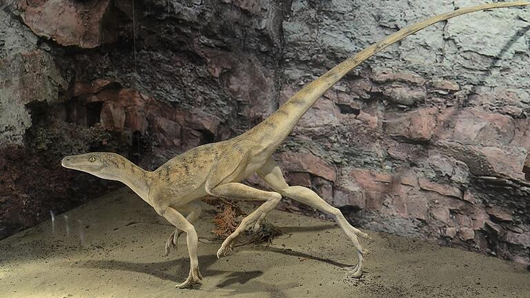 Dieser Lagosuchus ist im Museum Terra Triassica in Euerdorf anschaulich nachmodelliert. Dieser Lagosuchus ist im Museum Terra Triassica in Euerdorf anschaulich nachmodelliert.