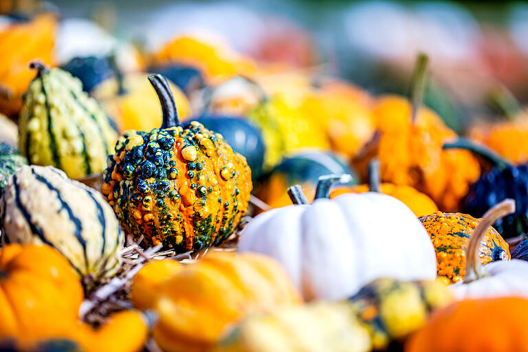 Herbstzeit ist Kürbiszeit! Und das wird auf dem Kürbishof Eller in Rügheim gefeiert. Herbstzeit ist Kürbiszeit! Und das wird auf dem Kürbishof Eller in Rügheim gefeiert.