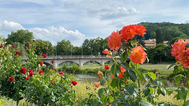 Auch im eigenen Garten können die Rosen so schön blühen wie bei den Profis.       -  Auch im eigenen Garten können die Rosen so schön blühen wie bei den Profis.