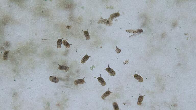 Oropouche-Virus: Erste Todesopfer in Brasilien       -  Das Oropouche-Virus wird durch verschiedene Mücken übertragen.
