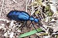 Der schwarzblaue Ölkäfer.