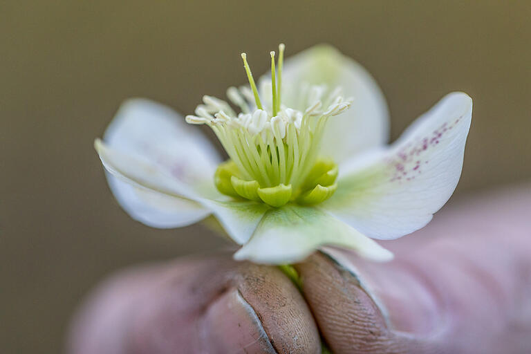 Die Lenzrose blüht im Botanischen Garten in verschiedenen Farben. Die Lenzrose blüht im Botanischen Garten in verschiedenen Farben.