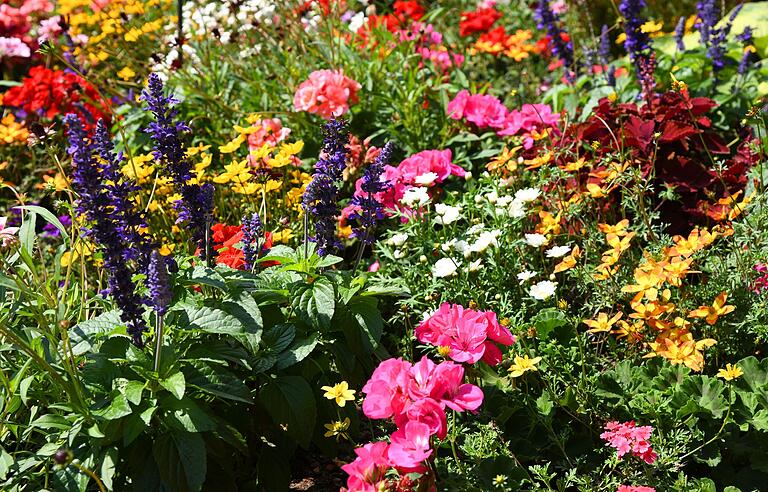 Jetzt können bereits Blumen für ein buntes Blumenbeet ausgesät werden.