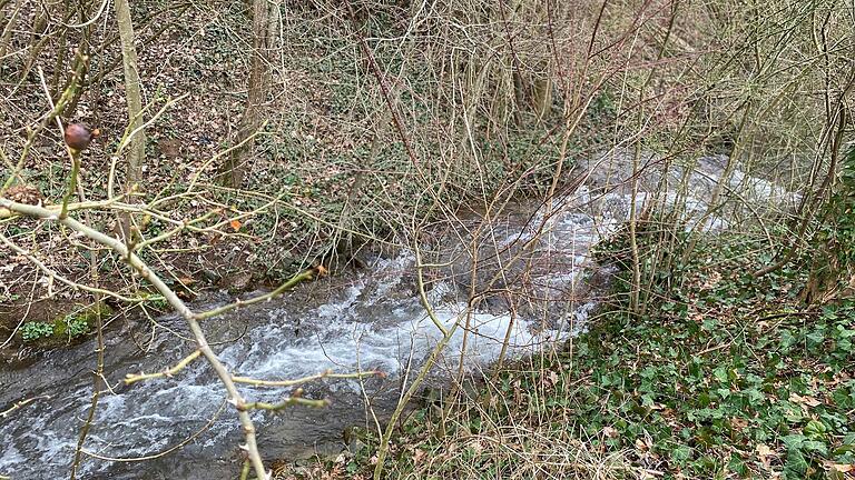 Sogenannte 'Abstürze' des Erlenbachs sollen umgestaltet werden, damit sie für Fische leichter zu passieren sind.