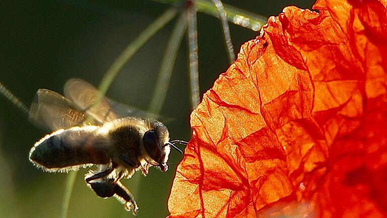 Auf zu neuen Abenteuern: Diese Biene hat eine Klatschmohnblüte im Visier.&nbsp;