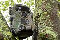 Viele Jäger oder Waldbesitzer platzieren aus unterschiedlichen Gründen Wildkameras im Wald.