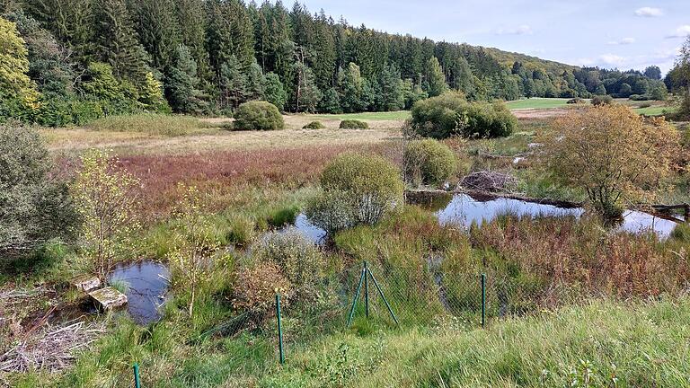 Im Weihersgrund hat sich der Biber mittlerweile so weit vorgewagt, dass die Wassergruppe Marktheidenfeld durch seine Bauten einen ihrer Trinkwasserbrunnen bedroht sieht.