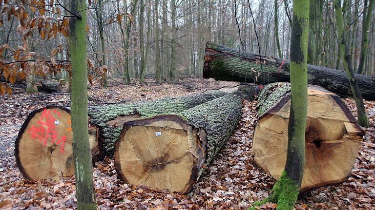 Diese relativ starken Bäume wurden heuer nicht weit entfernt vom 'Hohen Buchenen Wald im Ebracher Forst' im 'Krackentännig' an der B22 bei Prichsenstadt-Neudorf geschlagen. Hier ist seit der Forstreform der Forstbetrieb Arnstein der Bayerischen Staatsforsten zuständig.