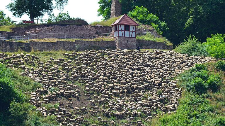 In den letzten Jahren wurden die talseitigen Mauern der Burgruine in Partenstein freigelegt. Diese müssen dringend saniert werden, um sie vor dem Verfall zu schützen. In den letzten Jahren wurden die talseitigen Mauern der Burgruine in Partenstein freigelegt. Diese müssen dringend saniert werden, um sie vor dem Verfall zu schützen.