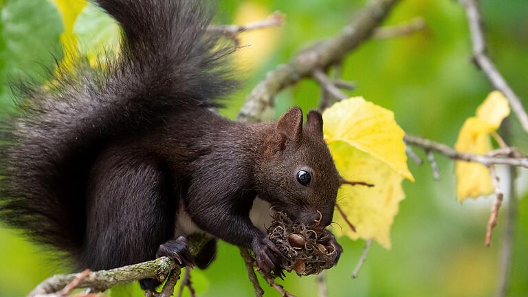 Ein Eichhörnchen frisst die Nüsse von einem Haselnussbaum, der viel Schatten spendet.