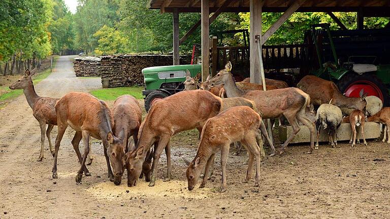 Schnell mal ein Foto schießen: Wenn Jörg Damm seine Hirsche füttert, lassen sich diese durch die Nähe der Besucher nicht aus der Ruhe bringen.