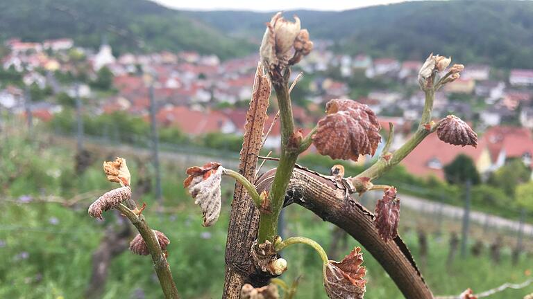 An den Stöcken in den Ramsthaler Weinbergen kräuseln sich die Blätter.