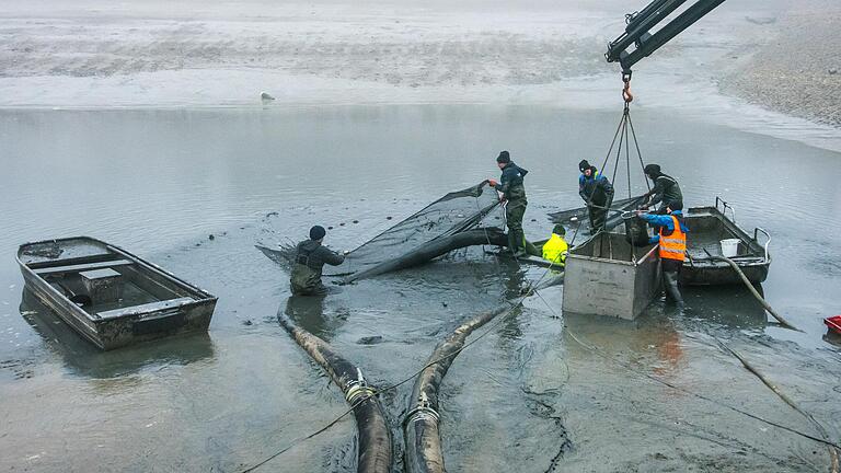 Schwerstarbeit am Ellertshäuser See: Das Abfischen mit Netz und Kescher im bauchhohen Schlammwasser erfordert Kraft und Ausdauer.