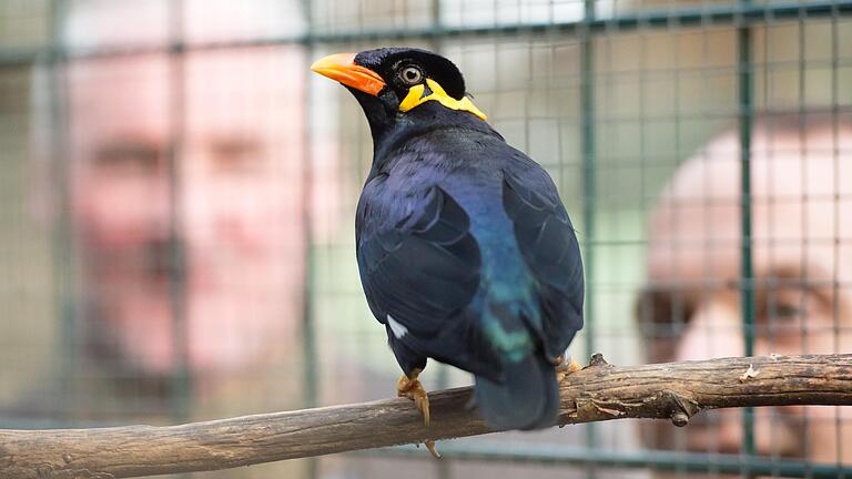 Der Beo ist das Zootier des Jahres. Im Schweinfurter Wildpark leben drei der sprachbegabten Vögel. Im Hintergrund Thomas Leier und Florian Dittert.