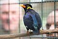 Der Beo ist das Zootier des Jahres. Im Schweinfurter Wildpark leben drei der sprachbegabten Vögel. Im Hintergrund Thomas Leier und Florian Dittert.