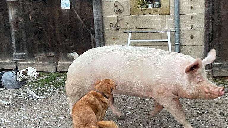 Tierische Freunde: Die beiden Hunde Paula und Herr Rossi mit Schweinedame Peppa. Tierische Freunde: Die beiden Hunde Paula und Herr Rossi mit Schweinedame Peppa.