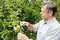 Damit es eine reichte Ernte gibt, sollten Obstbäume bis Ende März geschnitten werden, weiß Hubert Siegler von der Bayerische Landesanstalt für Weinbau und Gartenbau (LWG).