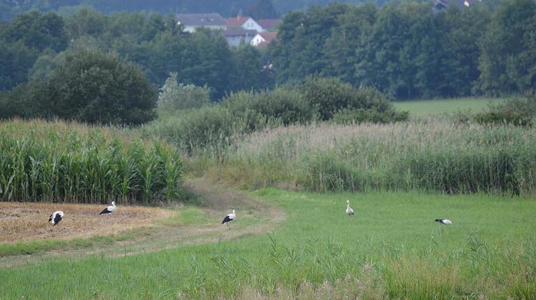 Bei der Futtersuche geht die Storchenfamilie aus Niederlauer strategisch vor: Die Störche laufen hinter dem Mähdrescher her und picken all die Tiere auf, die sie auf dem abgeernteten Feld finden. Bei der Futtersuche geht die Storchenfamilie aus Niederlauer strategisch vor: Die Störche laufen hinter dem Mähdrescher her und picken all die Tiere auf, die sie auf dem abgeernteten Feld finden.
