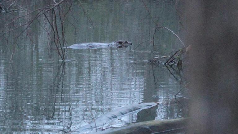 Ein großer Biber schwimmt durch den Großlangheimer Weihersbach. Dort an der Quelle Siebenbrünn hat er ganze Arbeit geleistet und den Bach zu einem kleinen See aufgestaut.