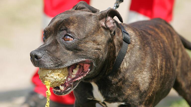 Für Kampfhunde, wie beispielsweise diesen Staffordshire-Bullterrier, werden künftig in Gerolzhofen ohne Ausnahme 450 Euro als Hundesteuer fällig. Ob die Tiere in ihrem Wesen harmlos sind, spielt dabei jetzt keine Rolle mehr. Für Kampfhunde, wie beispielsweise diesen Staffordshire-Bullterrier, werden künftig in Gerolzhofen ohne Ausnahme 450 Euro als Hundesteuer fällig. Ob die Tiere in ihrem Wesen harmlos sind, spielt dabei jetzt keine Rolle mehr. 