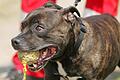 Für Kampfhunde, wie beispielsweise diesen Staffordshire-Bullterrier, werden künftig in Gerolzhofen ohne Ausnahme 450 Euro als Hundesteuer fällig. Ob die Tiere in ihrem Wesen harmlos sind, spielt dabei jetzt keine Rolle mehr.&nbsp; &nbsp;