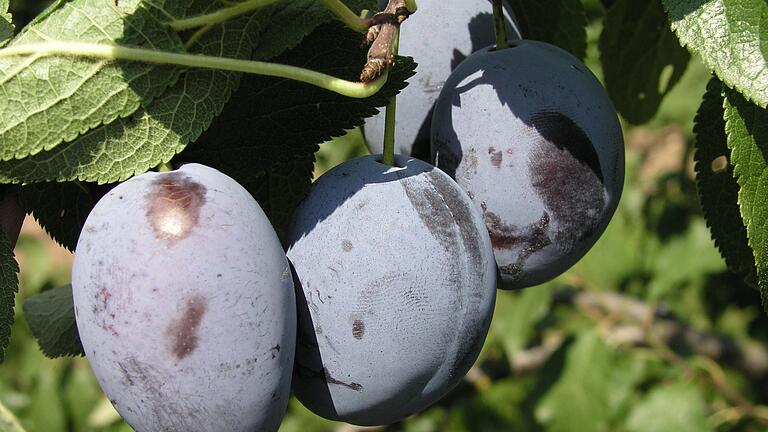 Reife Zwetschgen hängen an einem Baum  (Symbolbild). Aus den lila Früchten bereitet Annette Päsler gerne Egerländer Zwetschgen-Knödel zu. Das Rezept brachte ihr Vater aus seiner alten Egerländer Heimat mit.