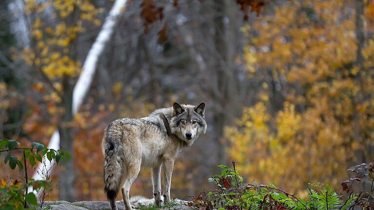 AdobeStock_Wolf       -  In Unterfranken wurden in Kreis Bad Kissingen zuletzt zwei Wölfe gesichtet. Nun teilte die Gemeine Maßbach mit, wie Sie und Ihre Kinder sich am besten Verhalten, sollen Sie auf einen Wolf treffen. Symbolbild: jimcumming88/Adobe Stock