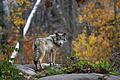 AdobeStock_Wolf       -  In Unterfranken wurden in Kreis Bad Kissingen zuletzt zwei Wölfe gesichtet. Nun teilte die Gemeine Maßbach mit, wie Sie und Ihre Kinder sich am besten Verhalten, sollen Sie auf einen Wolf treffen. Symbolbild: jimcumming88/Adobe Stock