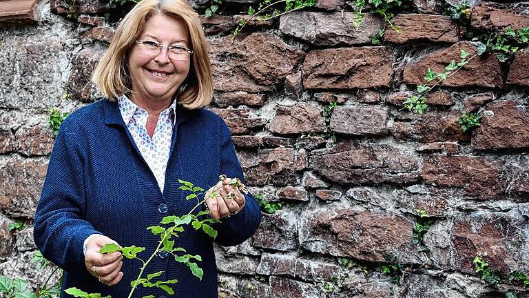 Kräuterführerin Angelika Feuser findet überall Pflanzen: An der Stadtmauer in der städtischen Anlage wächst Efeu aus den Ritzen und davor gedeihen Rosen. Efeu soll bei Atemwegserkrankungen helfen und über Rosen könne man &bdquo;eine Woche lang Seminare halten&ldquo;, so Feuser.