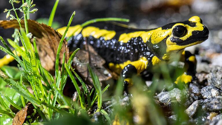 Der Feuersalamander-Bestand im nördlichen Steigerwald ist gefährdet: Den Tieren droht der Tod durch einen aggressiven Hautpilz.&nbsp;