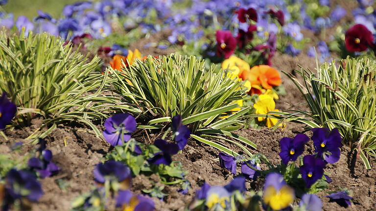 Gräser in einem Blumenbeet im Rosengarten       -  Gräser in einem Blumenbeet im Rosengarten