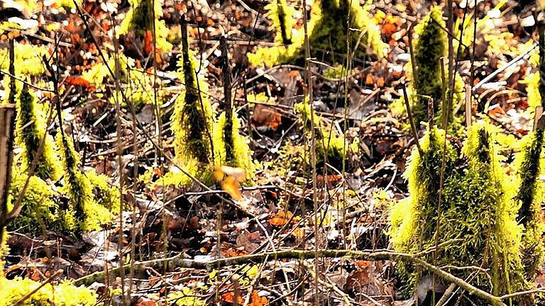 Detailreich: Moosbewachsenes Holz im Gegenlicht im Mönchsondheimer Wald.