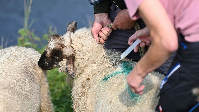 Die Impfung der Schafe verursacht zwar Kosten, schützt die Tiere aber weitgehend vor einer Infektion mit der Blauzungenkrankheit. Die Impfung der Schafe verursacht zwar Kosten, schützt die Tiere aber weitgehend vor einer Infektion mit der Blauzungenkrankheit.