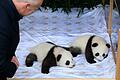 Panda-Zwillinge im Berliner Zoo       -  Kai Wegner ist Pate von Leni.