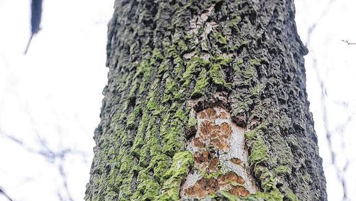 Totholz macht den Wald erst richtig lebendig