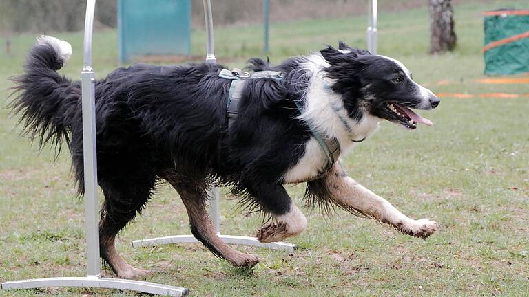 Mit Vollgas durch den Parcour und dabei immer ganz genau horchen, welche Signale Frauchen gibt: Dieser Border Collie ist schon geübt in der Sportart 'Hoopers'.&nbsp;