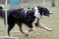 Mit Vollgas durch den Parcour und dabei immer ganz genau horchen, welche Signale Frauchen gibt: Dieser Border Collie ist schon geübt in der Sportart 'Hoopers'.&nbsp;