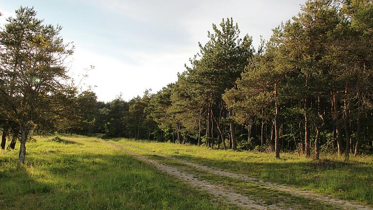 Der Klimawandel stresst auch die Bäume. Artenvielfalt hilft, den Wald zu erhalten.