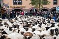 Hunderte Schafe ziehen durch Nürnberg       -  Die Schafe haben inzwischen viele Fans in Nürnberg, die diese fotografieren oder Selfies mit ihnen machen wollen.