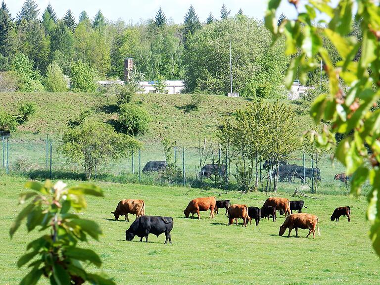 Rinder auf der Weide in und vor Camp Robertson. Rinder auf der Weide in und vor Camp Robertson.