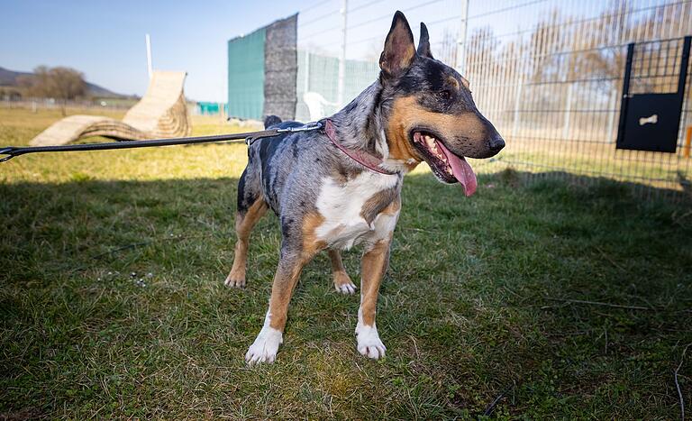Mini-Bullterrier-Mix Freddy sucht ein Zuhause als Einzelhund.