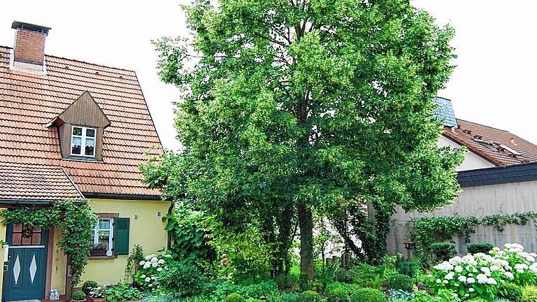 Einladend: ein offener Hof mit Linde als Hausbaum. Einladend: ein offener Hof mit Linde als Hausbaum.