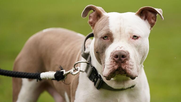 Verbot von XL Bullys in England       -  Die Haltung sogenannter XL Bullys ist in England nur noch unter strengen Vorgaben erlaubt. (Archivbild)