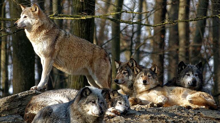 Das Wolfsrudel im Wildpark Bad Mergentheim ist eines der größten Wolfrudel in Europa. Das Wolfsrudel im Wildpark Bad Mergentheim ist eines der größten Wolfrudel in Europa.