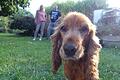 Schwerhörig und zwei Kilo zu wenig, aber wieder voller Lebensmut: Fundhund Susi hat ein neues Zuhause in Sennfeld gefunden.