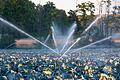 Dieses Blaukrautfeld in der Bergheimer Mulde (Lkr. Würzburg) wird mit Wasser aus einem Brunnen bewässert, dessen Wasseruhr teilweise rückwärts gelaufen ist.&nbsp;